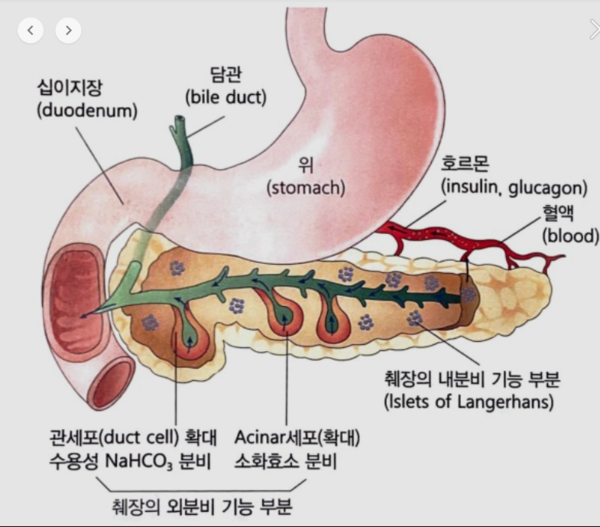 생존율 낮은 췌장암 예방법